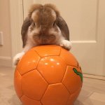 11005193_782088748545040_1710972829_a