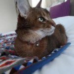 11261330_945607332169837_1683290242_a