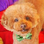 12269931_1517798725205483_324438649_a