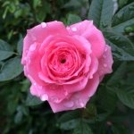 914390_1637953299763938_1221974086_a