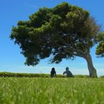 12353847_183008432051243_1866215755_a