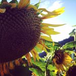 914372_960729077297635_1101788804_a