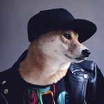 12292856_920417774700875_2101085248_a