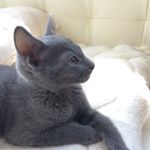 11910058_1456556248007257_107789773_a