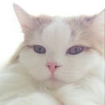 12534181_424030794453731_1398939207_a