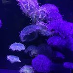 11374335_1627970397469619_462790800_a