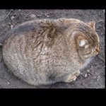 11085106_690285184431022_536871250_a