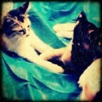 11176038_169623396704566_1496581158_a