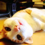 11910435_1704718016406788_22469325_a