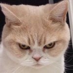 923649_1514364925453451_324390207_a