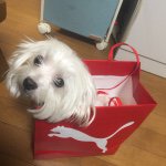 11186834_1623629001202619_1763889847_a