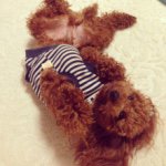 11327084_857767567624488_210057368_a