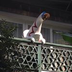 12135154_1689912707904769_333485835_a