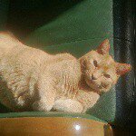 11377411_679691375508630_535514820_a