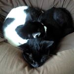 11917952_1647110995565532_992544553_a