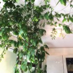 11910161_724035317743016_358749813_a