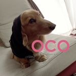 12331664_567408933407004_815741117_a