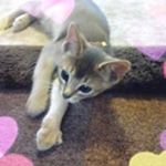 917595_1678950872359380_673298789_a