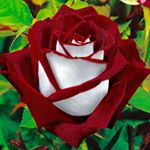 10919711_414379425415717_1162911363_a