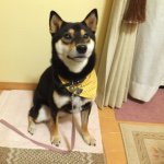 10802485_726487524105830_377860850_a