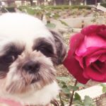 10727216_885357884865870_170856386_a