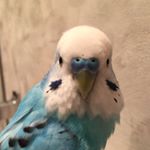 10654916_232866317044898_547303493_a