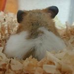 12081286_159087264443353_535094692_a