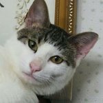 10983712_1375368779450750_1522283943_a