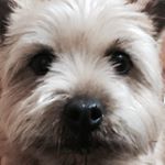 12534073_1675587606021698_1163055902_a