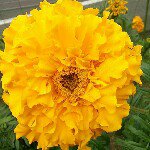 11887209_961648267231789_1466671688_a