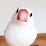 12144253_1539043069651400_1114758983_a