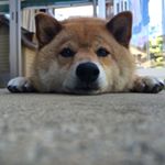 11950749_525761707576775_900020118_a