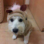 10864743_873773449347378_177479363_a