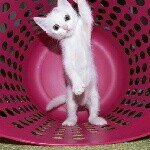 11381363_1482123025434973_1237734424_a