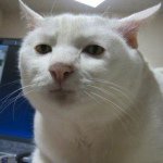 11821779_1512596342365746_1524615727_a