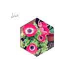 12519299_219922115012688_768573698_a