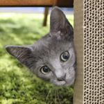 12071062_1646579932292115_1605364550_a