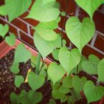 10986016_866511413469513_1218679495_a