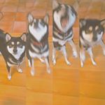 12353225_942107189215838_247005849_a