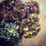 10843720_1576578872576446_1021656709_a