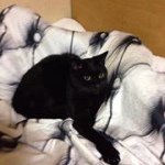 11850192_491885320977548_65683962_a