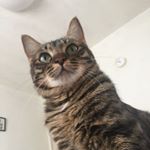 11939278_1652326031708078_598616130_a