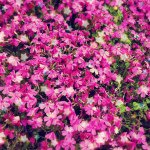 10665501_270779416454092_930422117_a