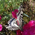 10852684_640317976076649_757913561_a