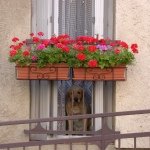 10549607_253713641486078_997704202_a