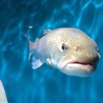 1171140_1466626500292894_791423311_a