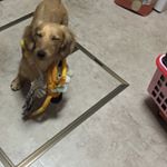 12144101_187359238265181_1011794544_a