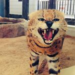 12338892_859096774211725_1259588313_a