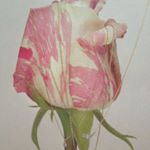 12093687_856298051157803_114603850_a