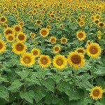 11287814_1452236911756584_949809138_a